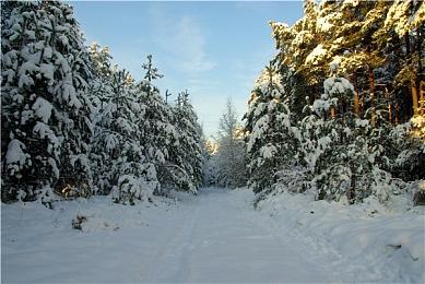 《艾尔登法环》圣树之影DLC预计在明年4月之后推出